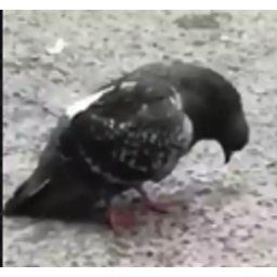 Sadpigeon emoji