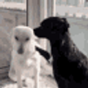 Hug Puppies emoji