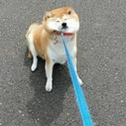 Ddog emoji