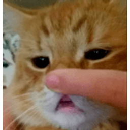 Cat Puppy Face Touch emoji