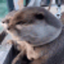 Otter Gasp emoji