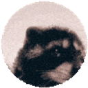 Pedro Racoon Clean emoji