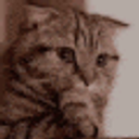 Cat Worry emoji