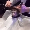 Yothismonkeygettingthecut emoji