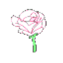 Blooming Rose emoji
