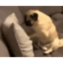 Dog Punching Pillow emoji