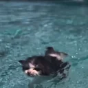 Swimming emoji