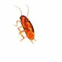Dancing Rainbow Cockroach emoji