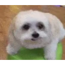 Doglookingsussyandscared emoji