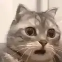 Omgcat emoji