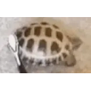 Turtlejam emoji