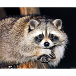 Watching Raccoon emoji