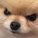 Angrydog emoji