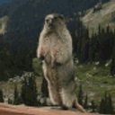 Marmot Scream emoji