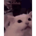 Cat Flash emoji