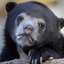 Confessionbear emoji