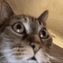 Sanecat emoji