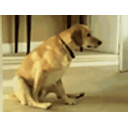 Dogscoot emoji