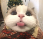 Bup emoji
