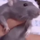 Ratdancinglikeahumanwhaaathowisthatevenhappening emoji