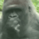Gorillhuh emoji