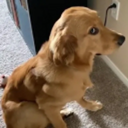 Guilty Golden emoji