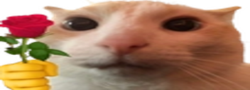 Widecatrose emoji