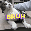 Bruh Cat emoji