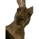 Unimpresesedkangaroo emoji