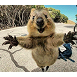 Quokka emoji