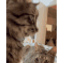 Cat Turning Head emoji