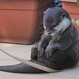 Sadotter emoji
