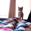 Kitty Pounce emoji