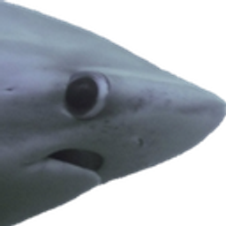 Shark Side Eye emoji