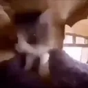 Catexcite emoji