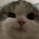 Catsmirk emoji