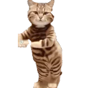 Cattime4 emoji