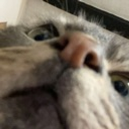 Huhcat0 emoji