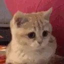 Catnod emoji
