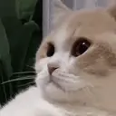 Catsighexplode emoji