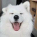 Samoyed Happy emoji