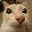 Dosecat emoji