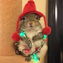 Christmassquirrel emoji