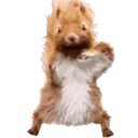 Squirreljam emoji
