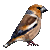 Hawfinch emoji