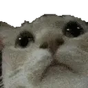 Catcheck emoji