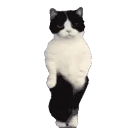 Cattime3 emoji