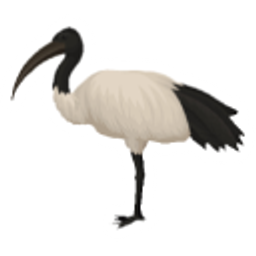Bin Chicken emoji