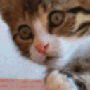 Oh Snap Cat emoji