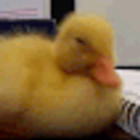 Duckno emoji